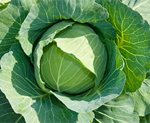 プリロッソ®粒剤オメガ「作物別の上手な使い方：葉菜」を公開