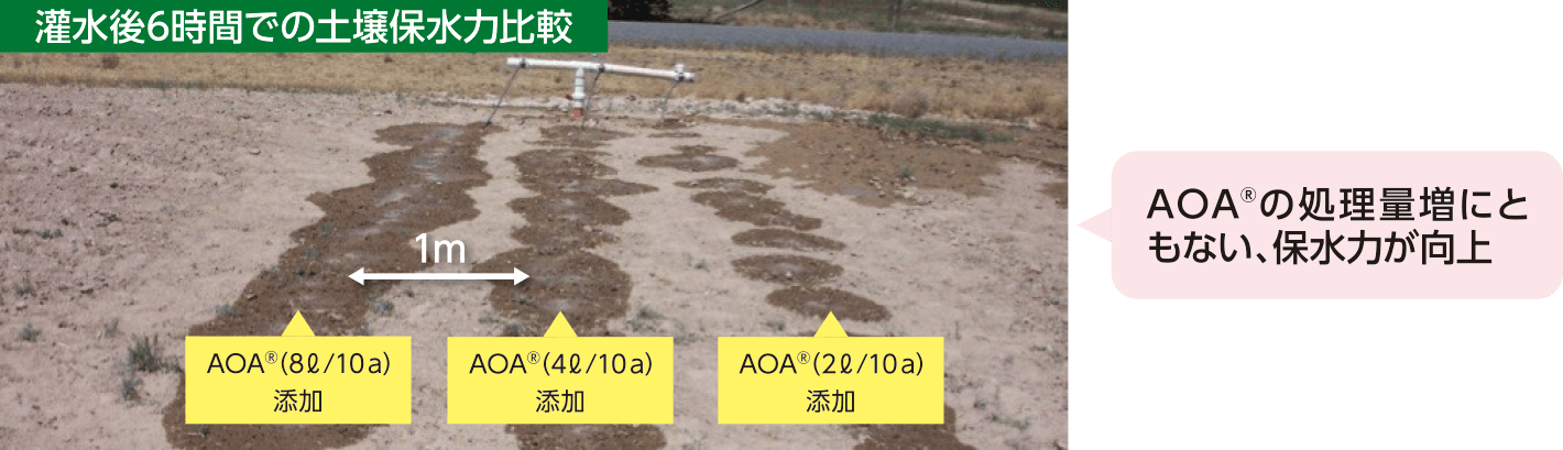 灌水後6時間での土壌保水力比較 AOA<sup>®</sup>の処理量増にともない、保水力が向上