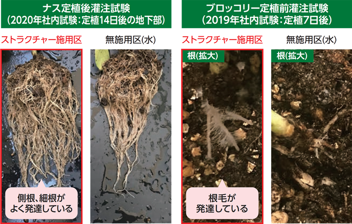 ブロッコリー定植前灌注試験(2019年社内試験:定植7日後)