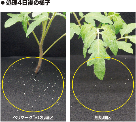 処理4日後の様子