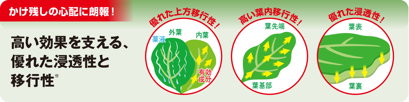 かけ残しの心配に朗報！ 高い効果を支える、優れた浸透性と移行性※