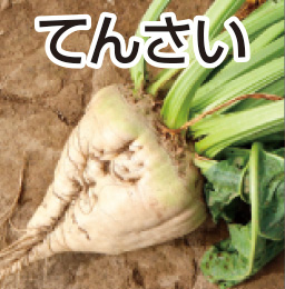 てんさい