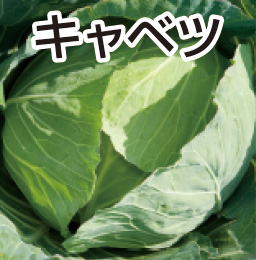 キャベツ