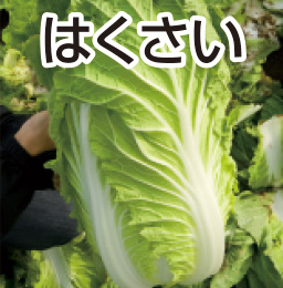 はくさい