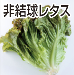 非結球レタス