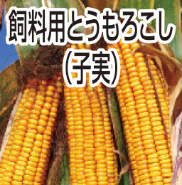 飼料用とうもろこし（子実）