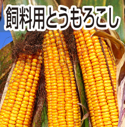飼料用とうもろこし（子実）