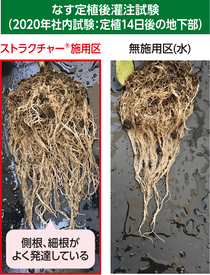 なす定植後灌注試験（2020年社内試験：定植14日後の地下部）