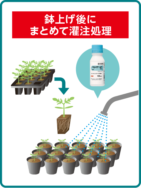 鉢上げ後にまとめて灌注処理