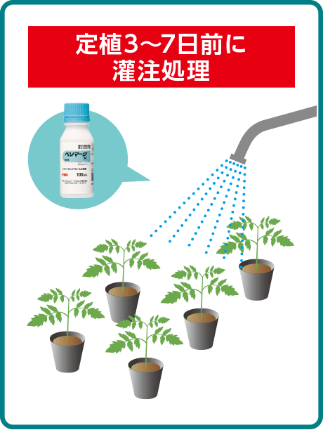 定植3〜7日前に灌注処理