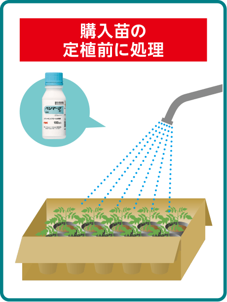 購入苗の定植前に処理