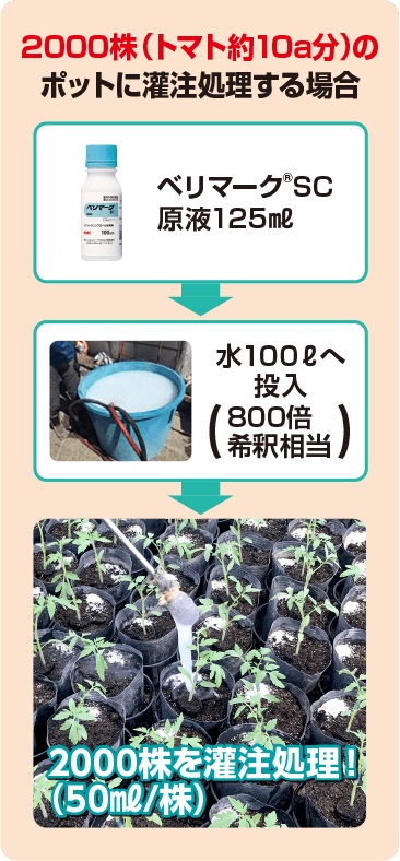 2000株（トマト約10a分）のポットに灌注処理する場合