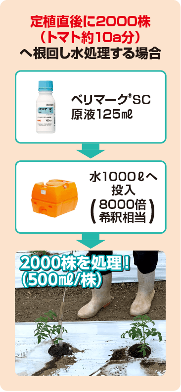 定植直後に2000株（トマト約10a分）へ根回し水処理する場合