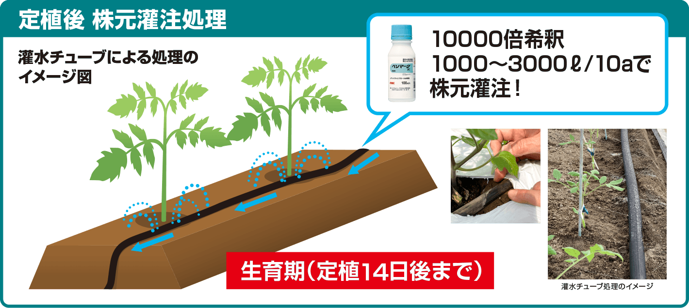 定植後 株元灌注処理