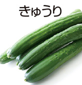 きゅうり