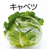 キャベツ