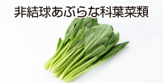 非結球あぶらな科葉菜類