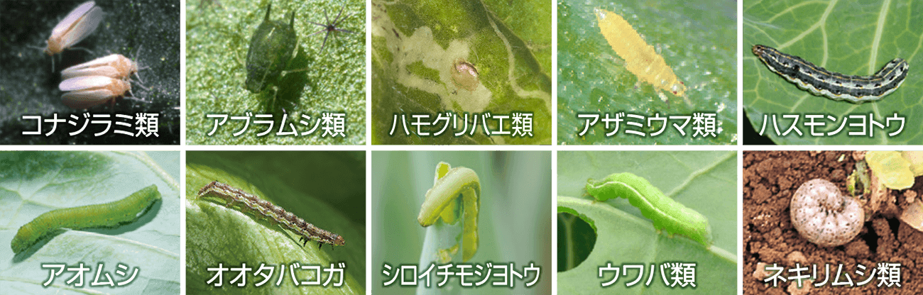 FFFranceさん専用ページ低農薬栽培で斑点あり　10キロ 上手な使い方：果菜類｜ベリマーク®SC｜製品情報｜FMC（エフエムシー