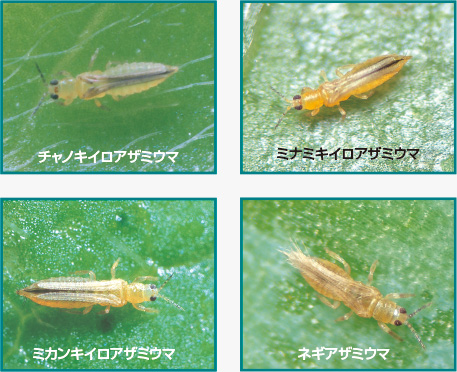 チャノキイロアザミウマ ミナミキイロアザミウマ ミカンキイロアザミウマ ネギアザミウマ