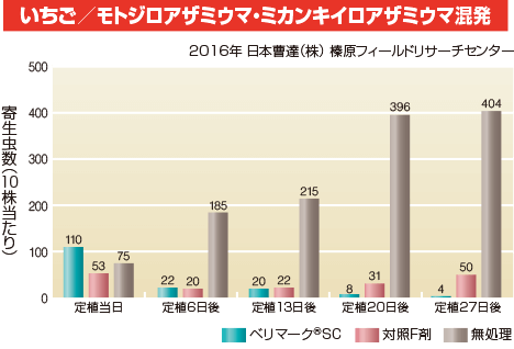 いちご／モトジロアザミウマ・ミカンキイロアザミウマ混発