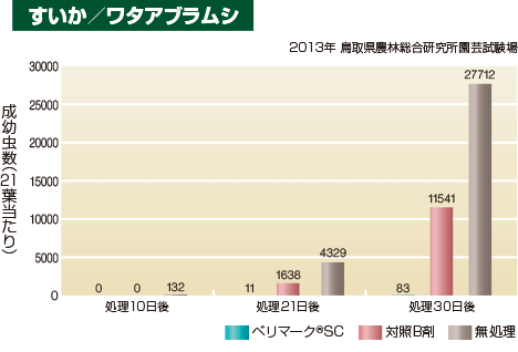 すいか／ワタアブラムシ