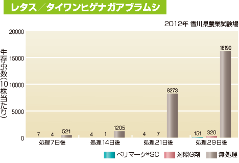 レタス／タイワンヒゲナガアブラムシ