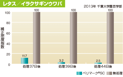 レタス／イラクサギンウワバ