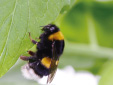 ベネビア®OD「基本特性」の「有用昆虫への影響」をアップデート