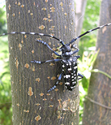 コウチュウ目 落葉果樹 かんきつ編 害虫wiki