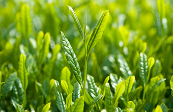 害虫Wiki「茶編」に「防除に効果的な農薬」を公開